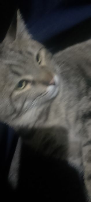 mushuk sotiladi juda yuvosh