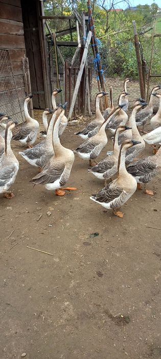 Gâște Chinezești