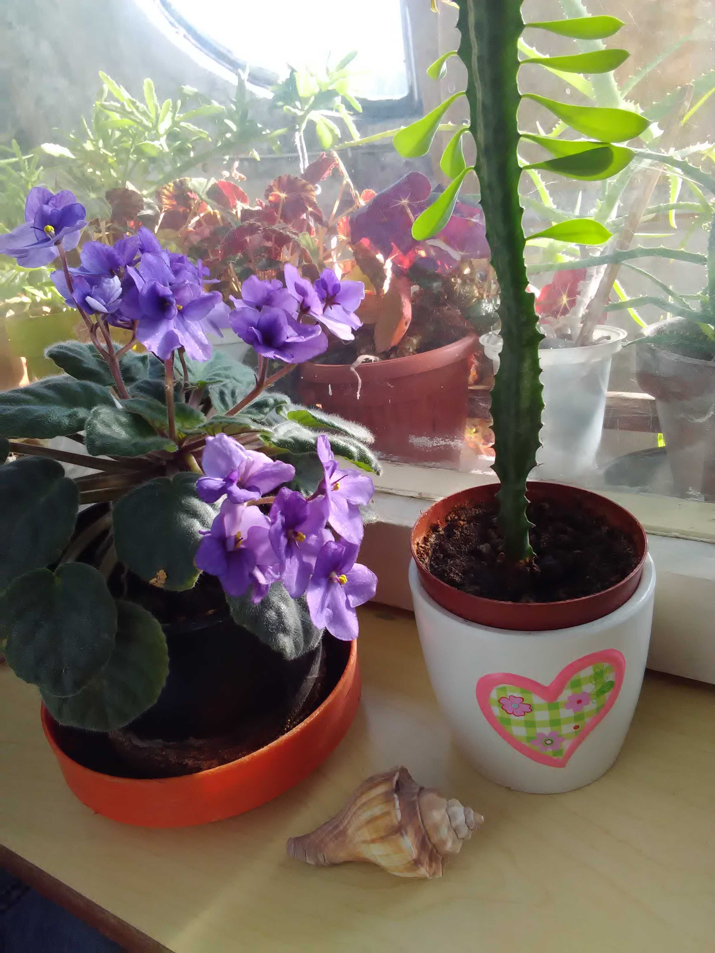 Уникални кактуси и други цветя