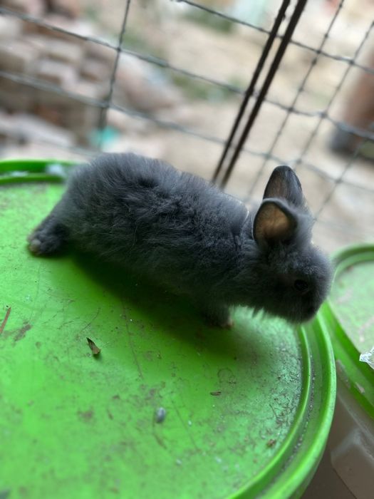 Vând iepuraș cât de leu pitici