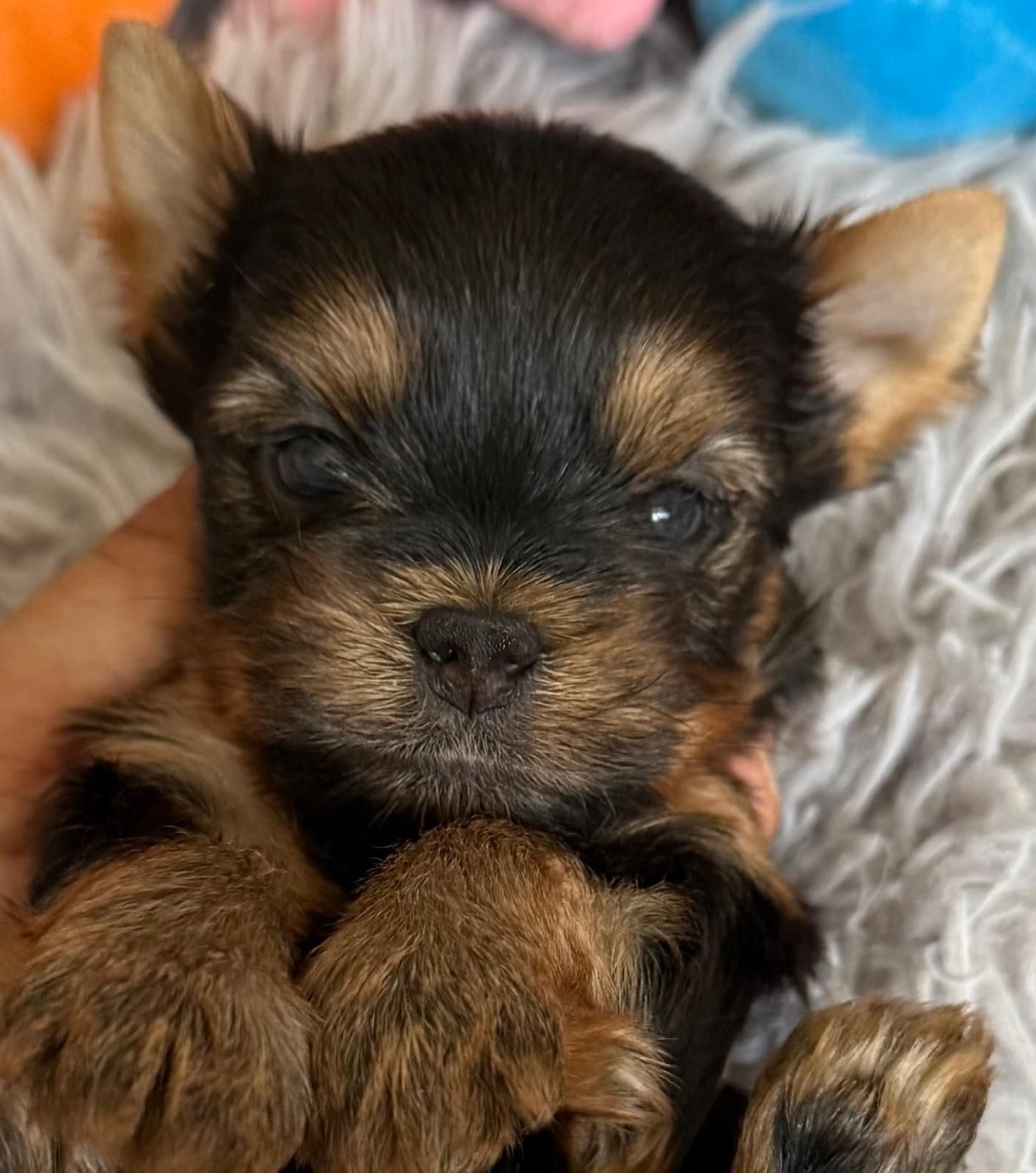 Yorkshire Terrier pedigree ACHR/FCI