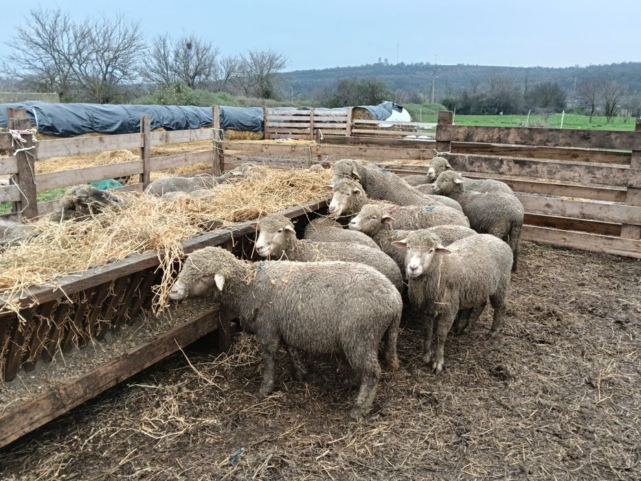 Vând 31 oii de prăsilă