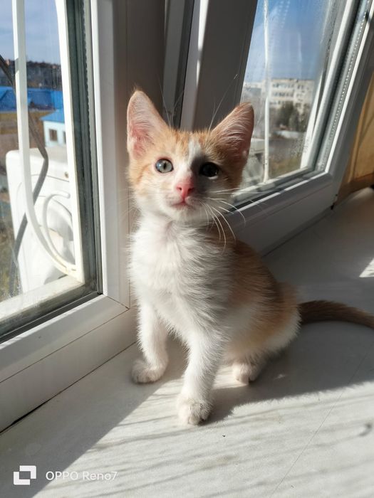 Котята мальчики ищут дом