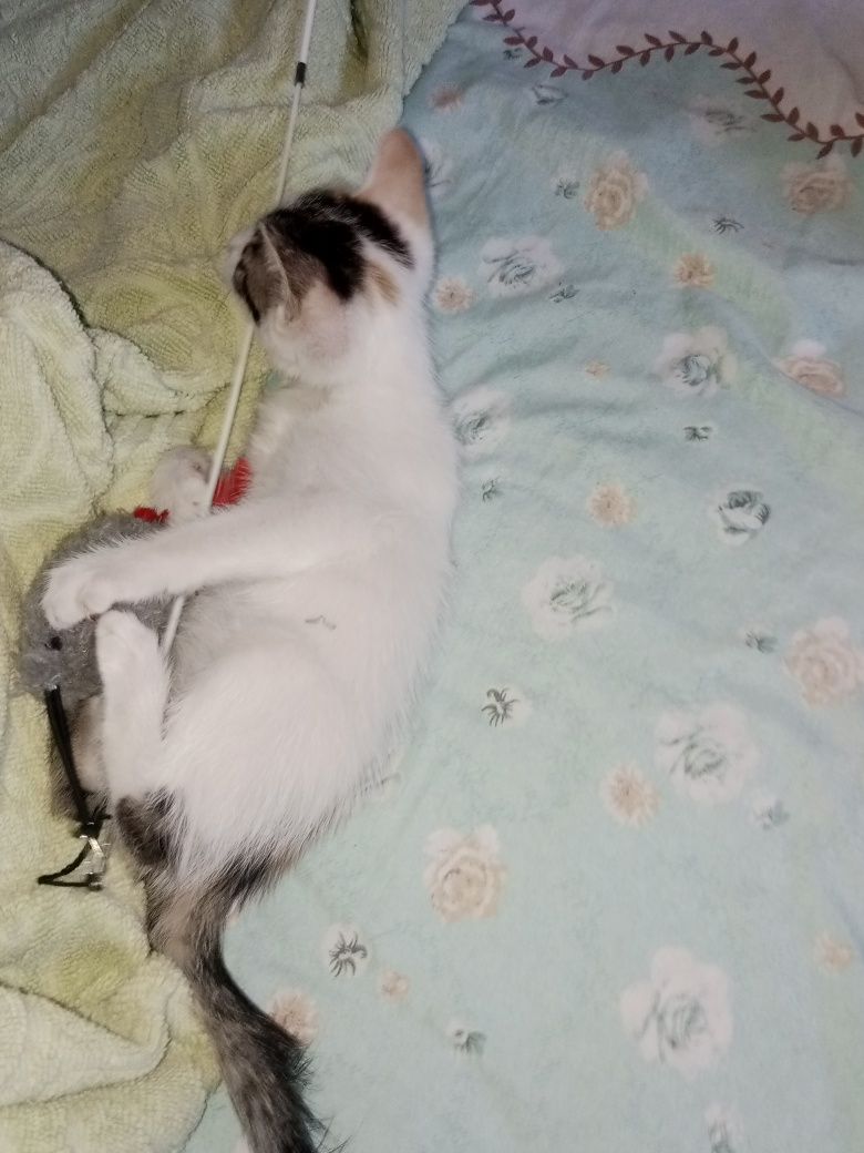 Отдам даром в  хорошие руки котят