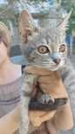Просто классная кошка 2,5 месяца)