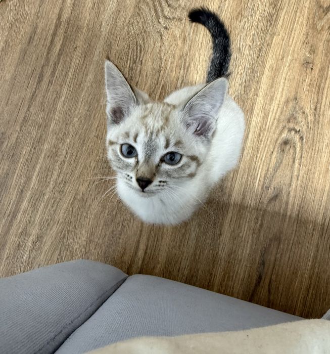 Отдам в добрые руки котёнка (девочка), 2 месяца.