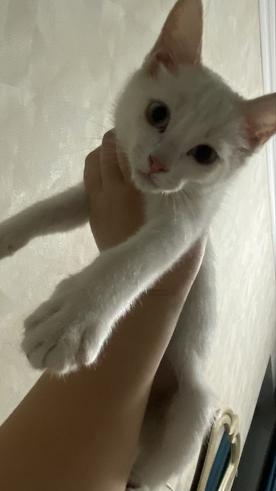 Кошка бесплатно