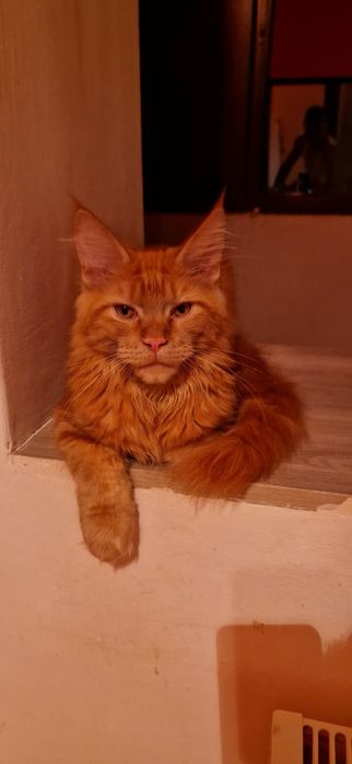Baietel Maine Coon XXL