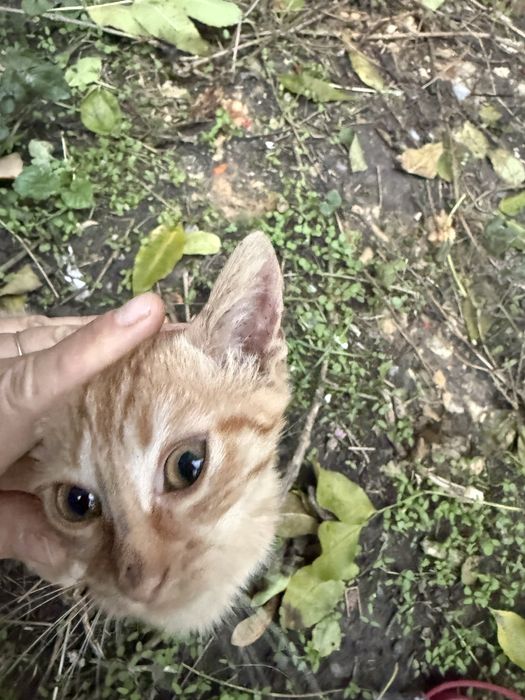 Малко рижаво коте