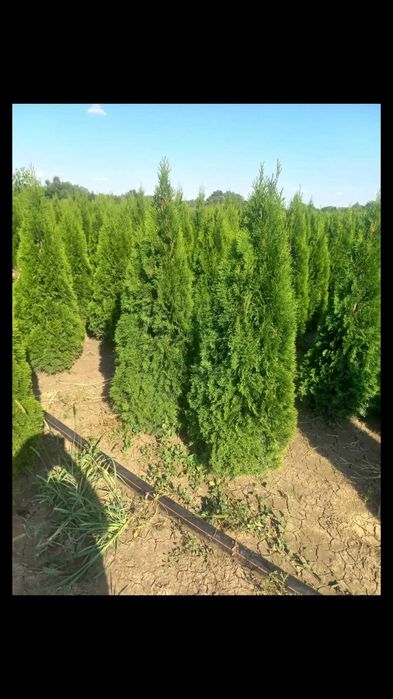 Plante ornamentale spirale pon pon magnolia leleandy tuia smarald
