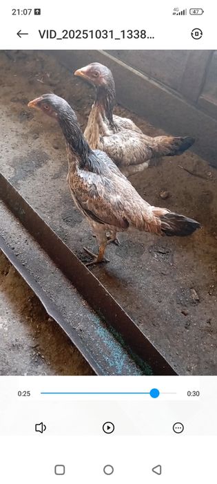 Продам даканиха Шамо