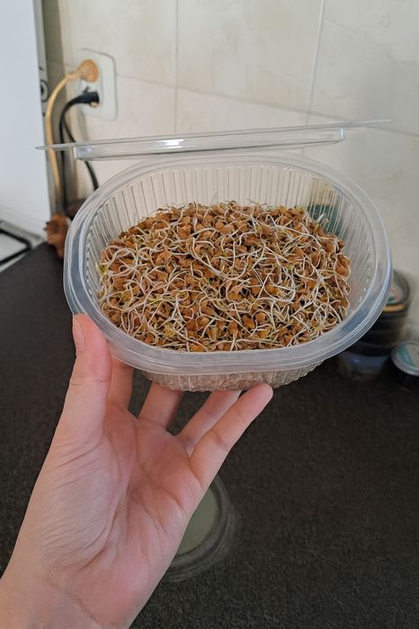 Проиостки ЧЕЧЕВИЦЫ