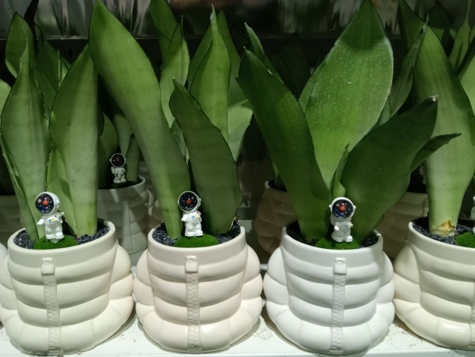 Уютные и Красивые Цветы для Вас