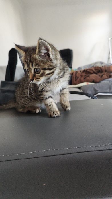 Отдам котенка в добрые руки.