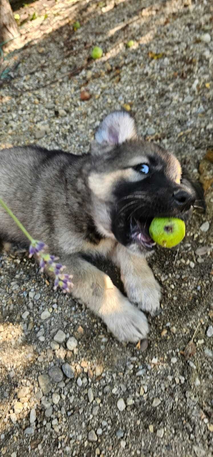 Catei gratis pentru adoptie- prieteni loiali cauta familie!