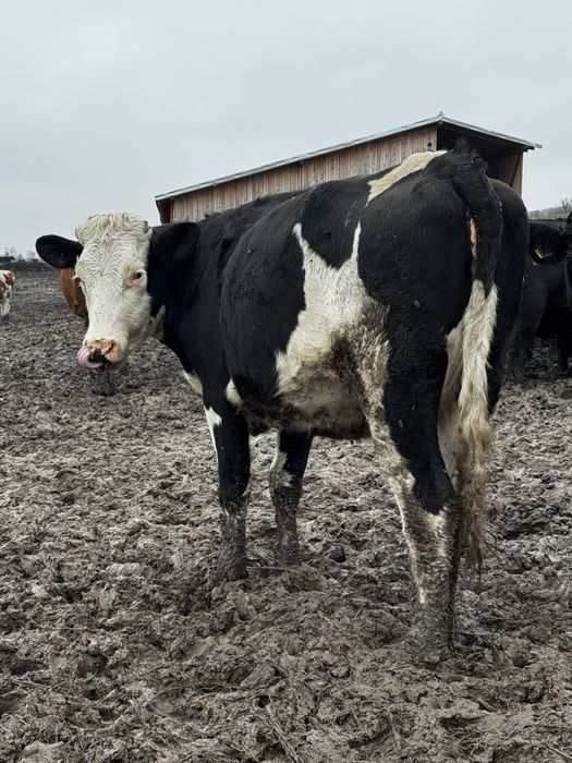 Juninci cu gestația de 8 luni