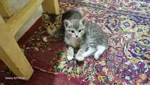 Отдам даром котят
