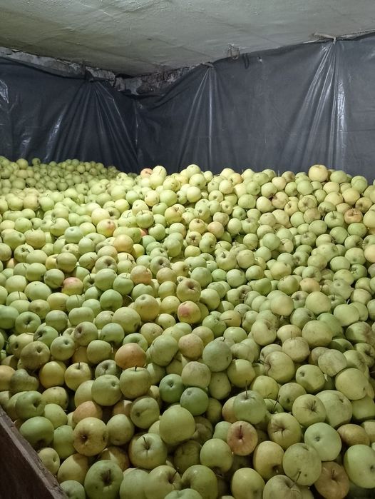 Mere de idared, ionathan, golden, florina