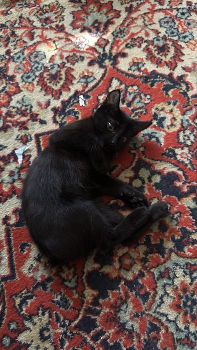 Отдам котят в хорошие руки