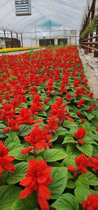 Манзарали дарахтлар, гуллар, арчалар этказиб берамиз