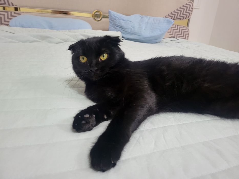 Отдам даром сиамский и канадский вислаухи.