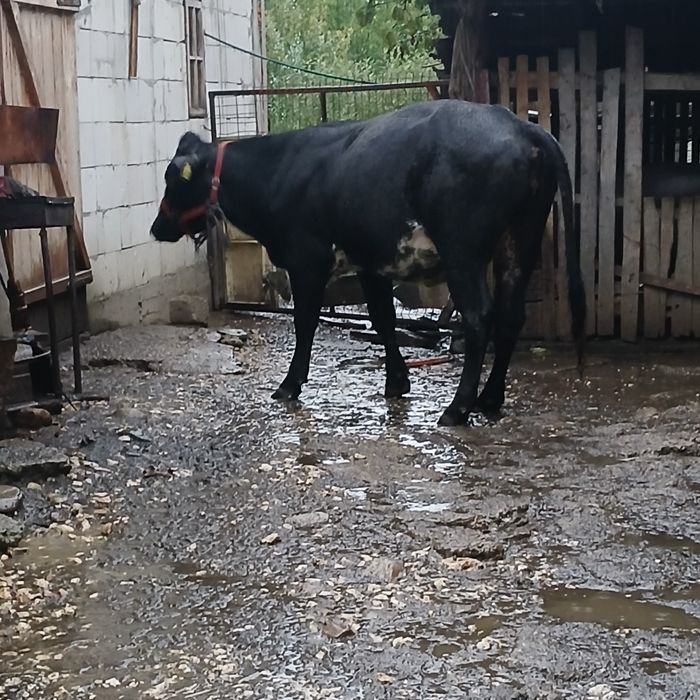 Vând taur 2 Ani și  vitea  2 ani