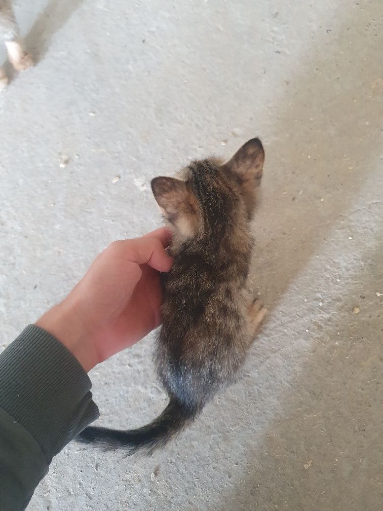 Котята, Mushukchalar