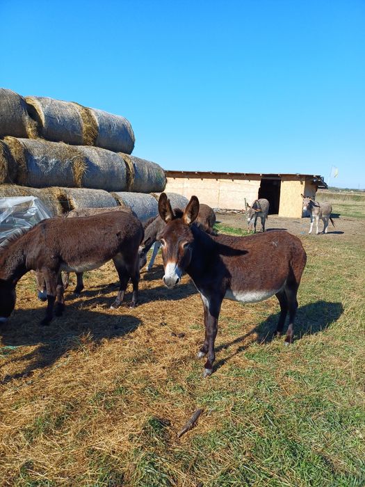 Vand ferma de magarite