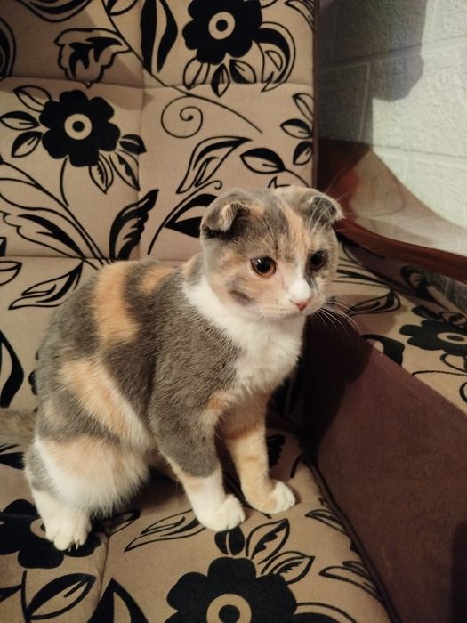 Продается 500 тыс Сергели