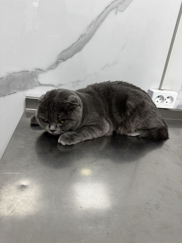 Шотландский вислоухий кот (СКОТИШ ФОЛД)