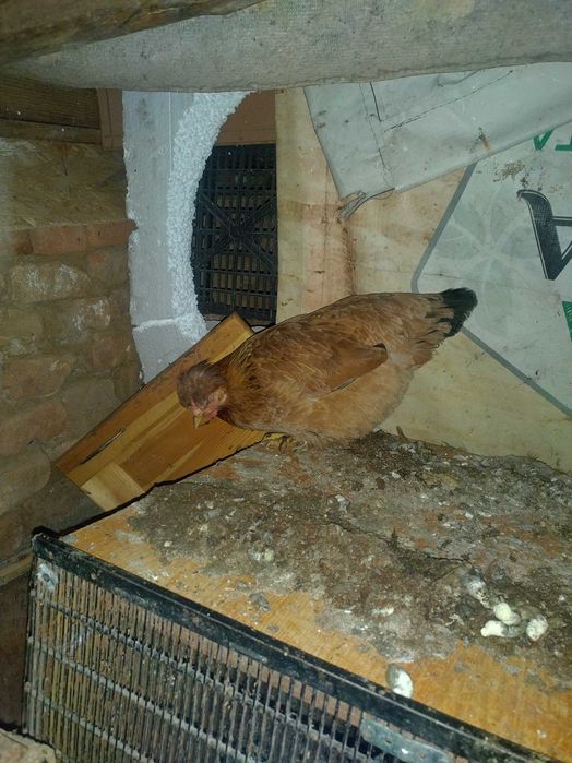 Свободни кокошки