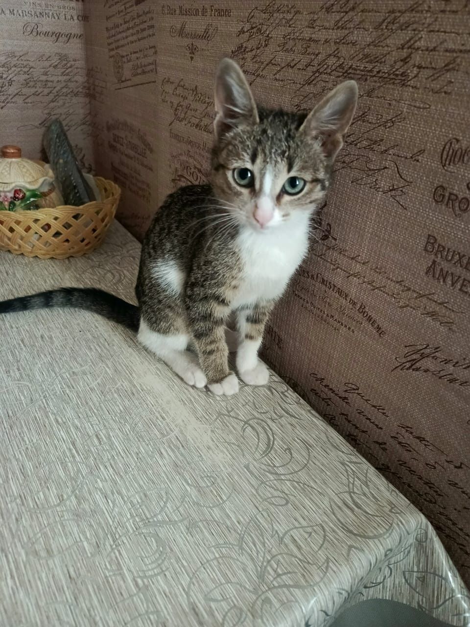 Котята в добрые ручки