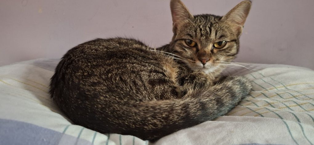 Срочно отдоется Котёнок