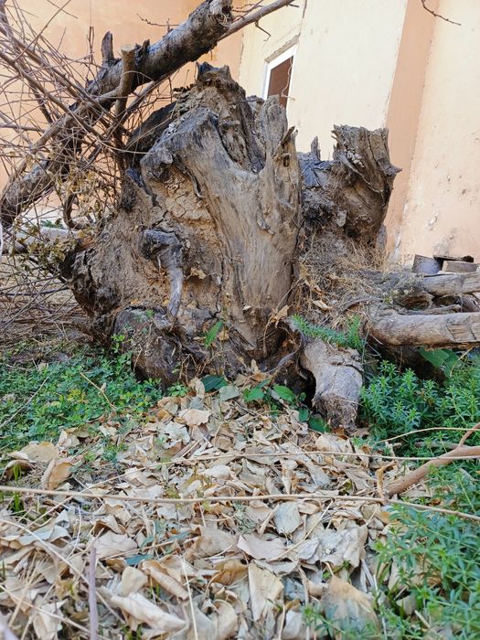 Утин(дрова) сотилади