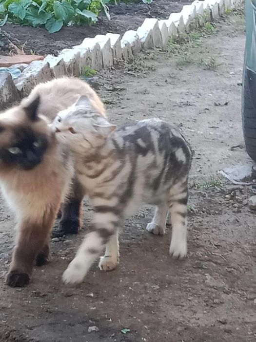 Отдам в добрые руки кота и кошечку