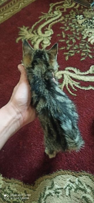 Котята табби продаются