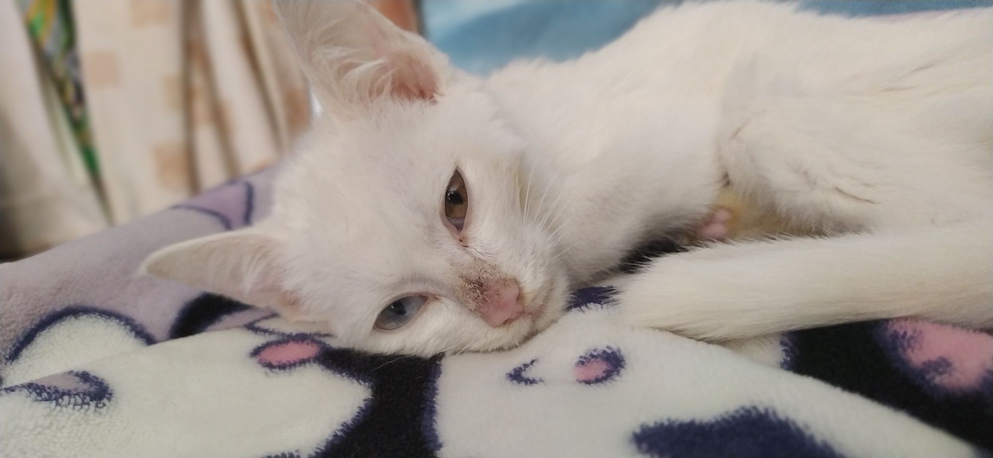 Котенок мальчик:)