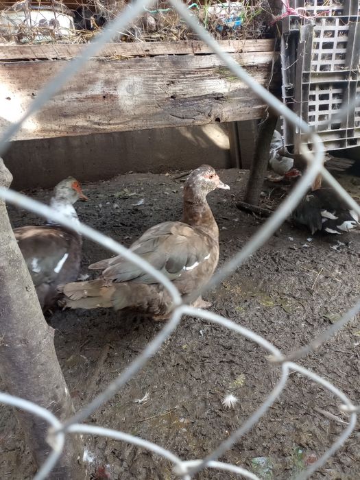 Vând rate mute lesesti