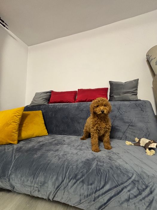 Femela Poodle cu pedigree