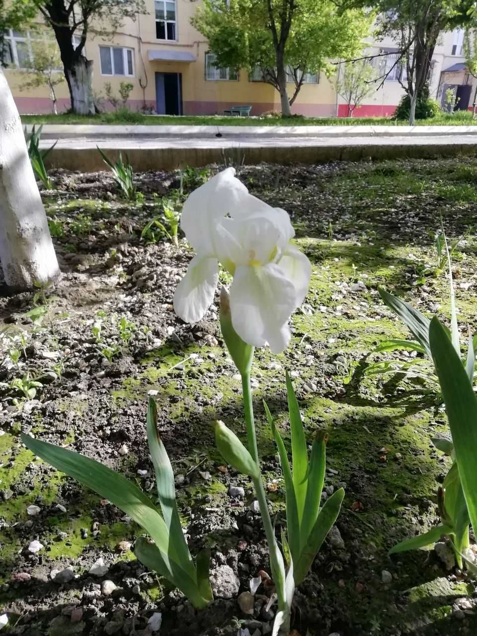 Ирисы белые, золотой шар,мальва, желтая ромашка, традесканция садовая.