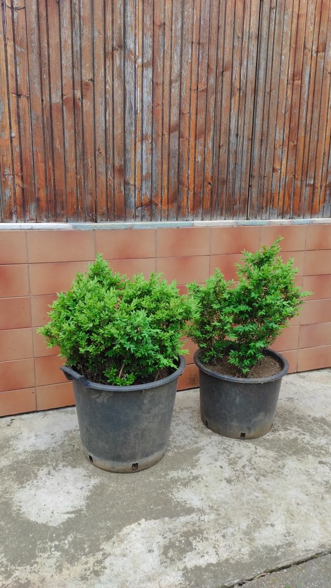 Puieți de  buxus