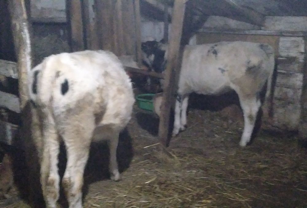 Vițea bună de Vînzare