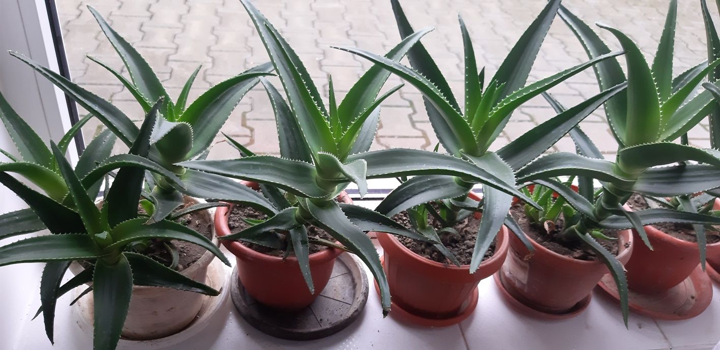 Aloe vera de trei ani .