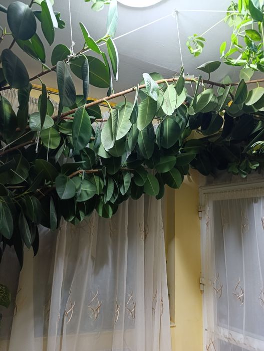 Vând ficus mare,de aproximativ 4-5 metri înălțime