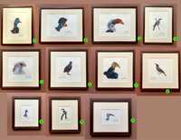 Картини - научни илюстрации на птици