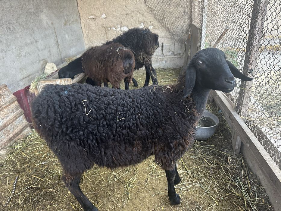 Qoylar sotiladi