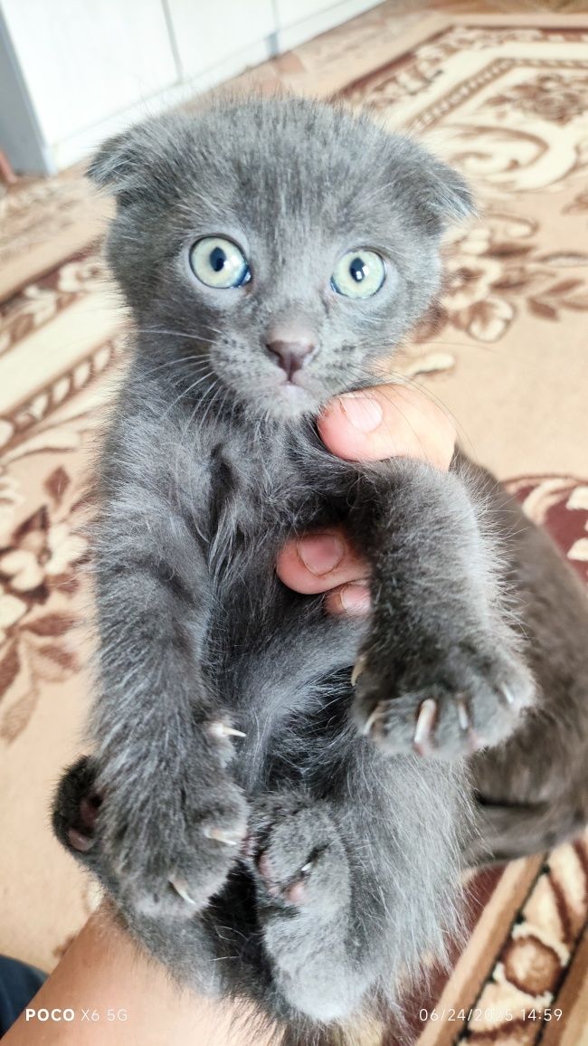 котята породистые
