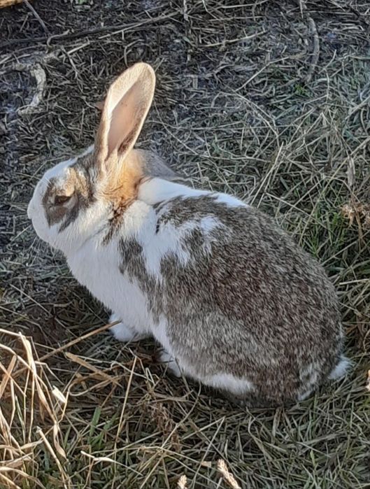 Продам кроликов виликанов