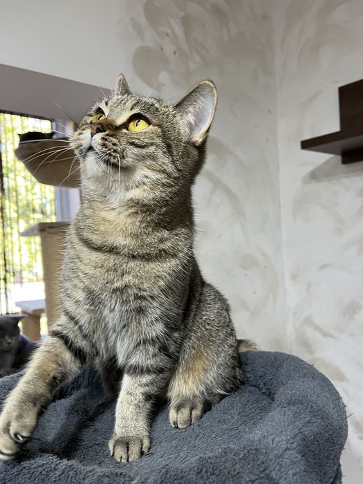 British shorthair sterilizata cu pedigree