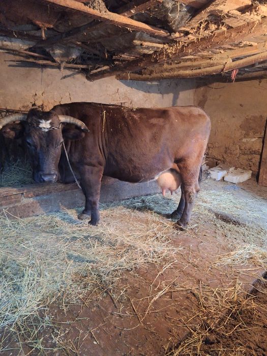 Vand 2 vaci de lapte